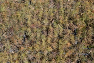 акция, живи лес.jpg